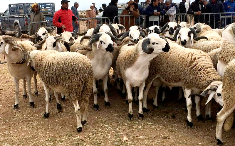 Maroc : 5,8 millions de têtes d'ovins et de caprins identifiées pour l’Aïd Al-Adha